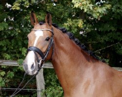 jumper Lady Luvinia (Oldenburg show jumper, 2014, from Lordanos)