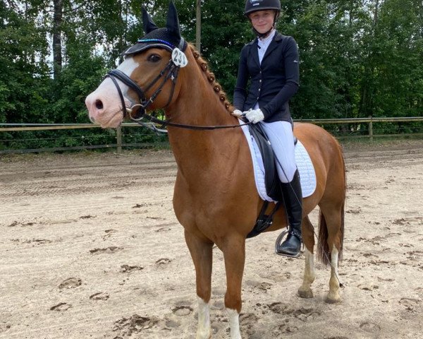 dressage horse Picossini (unknown, 2011)
