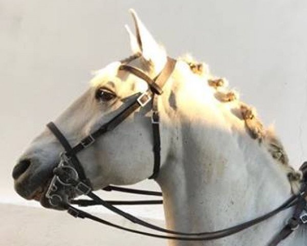 horse Zenith (Lusitano, 2004) horse Zenith (Lusitano, 2004)
