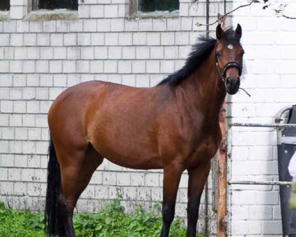 Zuchtstute Celin (Westfale, 2008, von Casall Ask)
