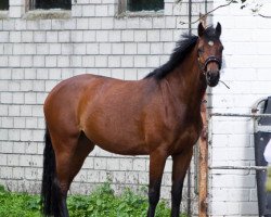 broodmare Celin (Westphalian, 2008, from Casall Ask)