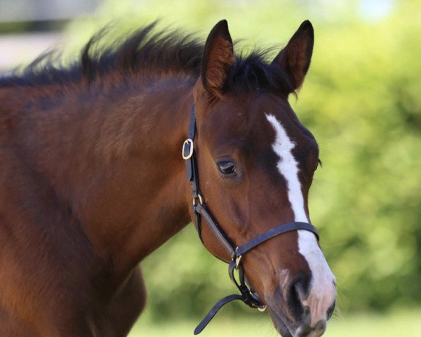 horse Great Aviator JB (Oldenburg, 2020, from Grey Flanell)