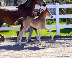 Pferd Alvin Star (Deutsches Reitpony, 2020, von A new Star)