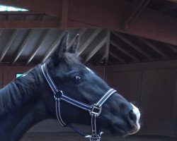 broodmare Diva Deluxe (Hanoverian, 2019, from Don Martillo)