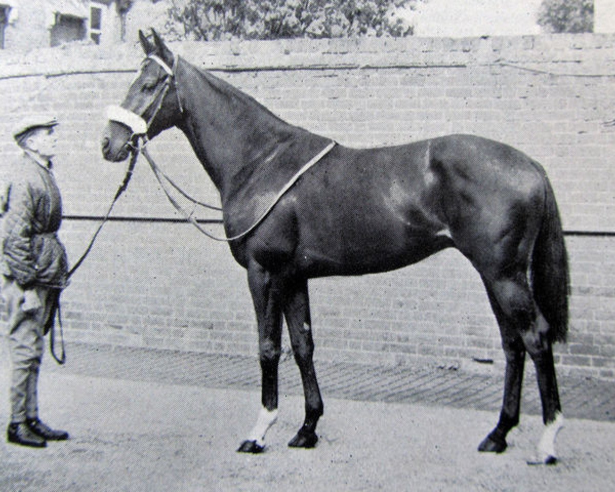 Deckhengst Super Sam II xx (Englisches Vollblut, 1962, von Above Suspicion xx)