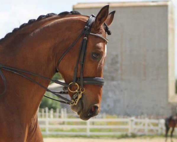 dressage horse Festina 31 (Hanoverian, 2008, from Fidertanz) dressage horse Festina 31 (Hanoverian, 2008, from Fidertanz)