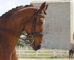 dressage horse Festina 31 (Hanoverian, 2008, from Fidertanz)