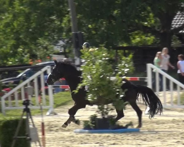 Sommerturnier Lohmar-Hausdorp 2015
