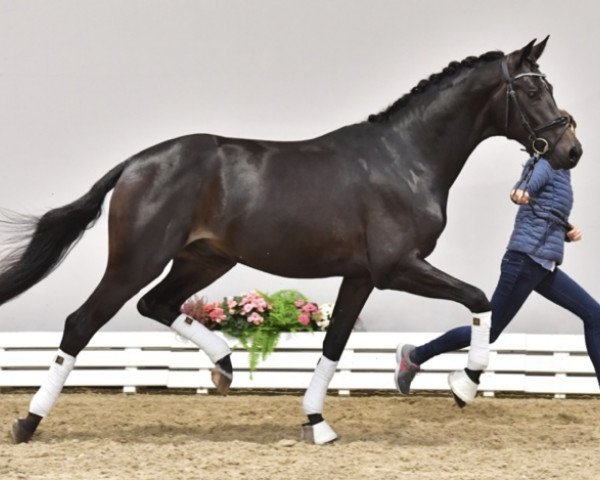 horse Francisco Noir (Oldenburg, 2017, from Franziskus FRH)