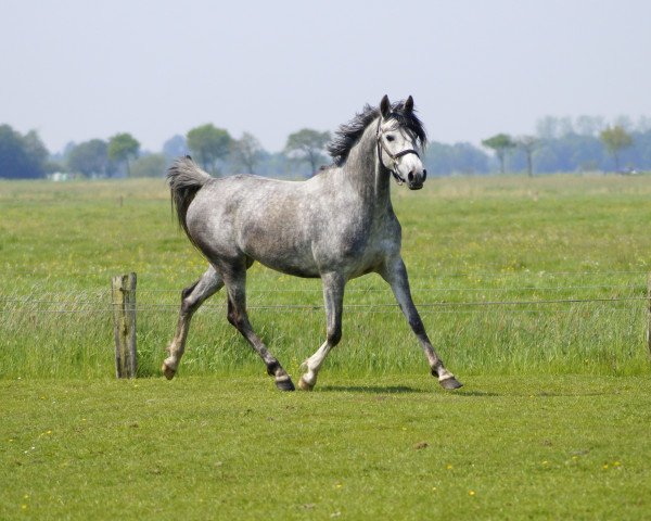 broodmare SK Khadija (Arabian purebred, 2013, from MK Diabolo ox)