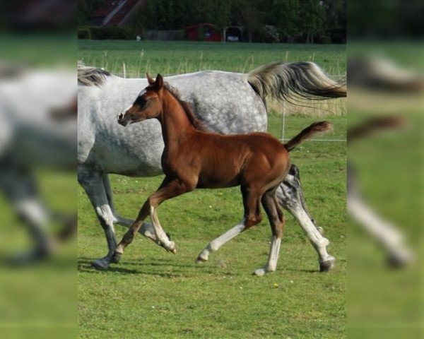 stallion SK Khadour (Arabian purebred, 2020, from DA Nadiyad ox)