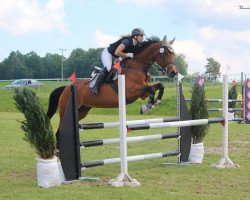 jumper O'Mara 4 (Oldenburg show jumper, 2005, from Ludwig von Bayern 168 FIN)