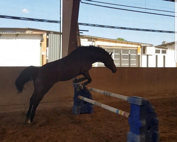 dressage horse Robert 76 (German Warmblood, 2010, from Carkoso)
