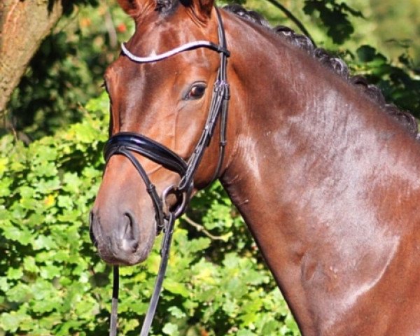 dressage horse Dominus 66 (Hanoverian, 2016, from Dante Weltino Old)