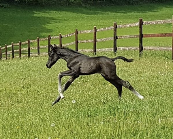 horse Sambalita (Westphalian, 2020, from San Amour I)