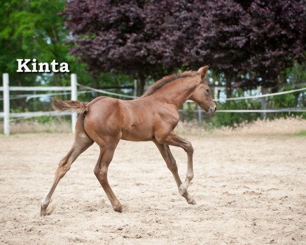 horse Kinta (Hungarian Warmblood, 2020, from Forino)