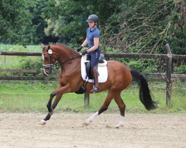 broodmare Fabienne D (Westphalian, 2015, from Farbenspiel)