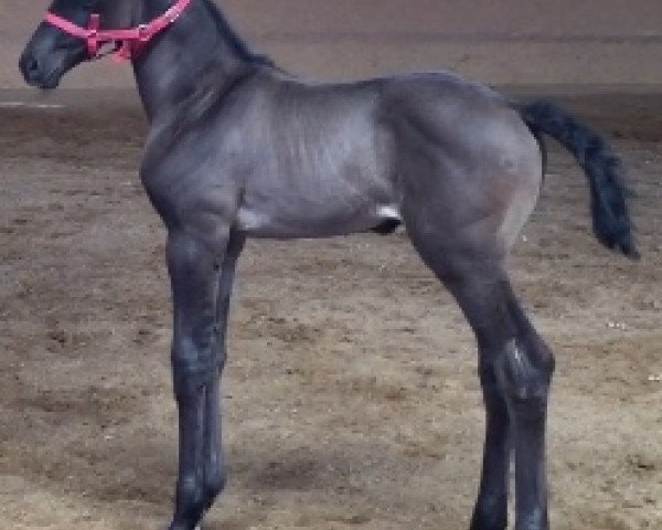 dressage horse Bon Voyage (Hanoverian, 2020, from Bon Courage 4)