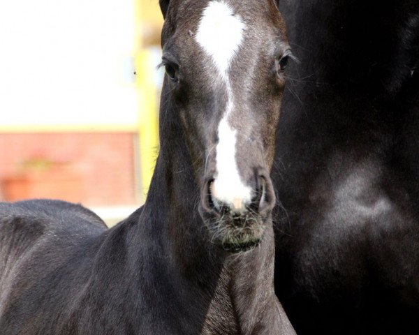 horse Vitus S (Hanoverian, 2020, from Viscount 22)