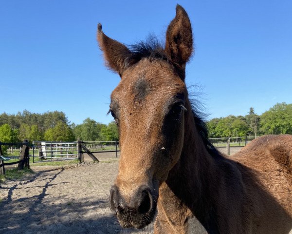 Pferd Flora (Westfale, 2020, von Fürst Samarant)