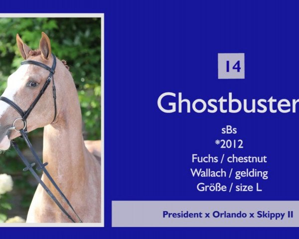 jumper Ghost De Reville (Belgium Sporthorse, 2012, from President)
