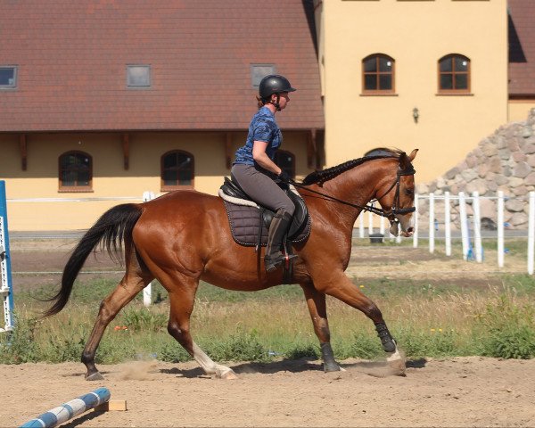 Pferd Allroung easy lovely gelding (Anglo-Araber, 2016)