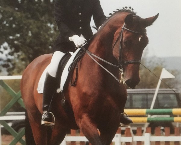 dressage horse Roosvelt (Hessian Warmblood, 1996, from Rubin Star N)