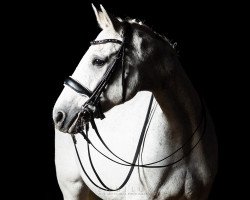 broodmare Henrike (Oldenburg, 1997, from Heraldik xx)