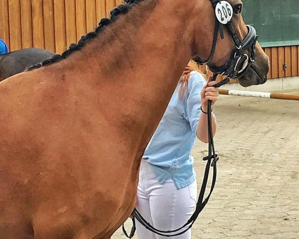 Dressurpferd CTS Faible (Deutsches Reitpony, 2016, von Don Mour)