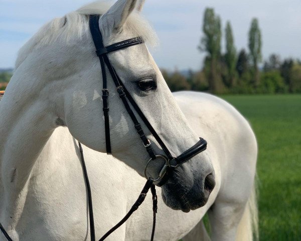 Pferd Espania 24 (Polnisches Warmblut, 2003)