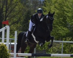 jumper Lotte 916 (Rhinelander, 2009, from Risohorse Locorotondo)