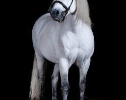 Stallone da monta Victoria's Fabian (Welsh Mountain Pony (Sez.A), 2006, di Falco)
