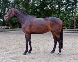 jumper Venezia 83 (Hanoverian, 2013, from Viscount 22)