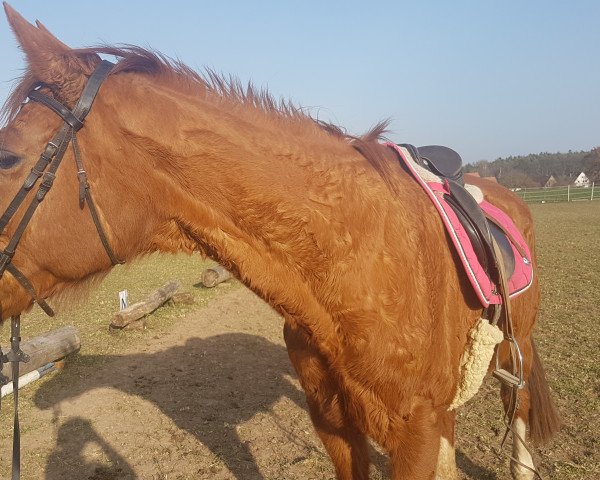 Pferd Waldiva 3 (Westfale, 1997, von Weltruf) Pferd Waldiva 3 (Westfale, 1997, von Weltruf)