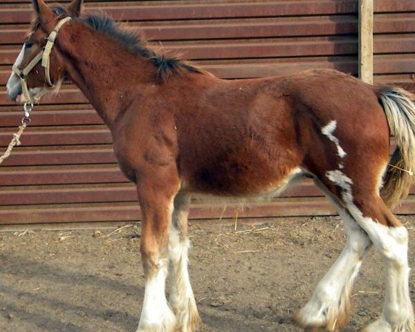 horse RC Bohl's Johnny Cash (Clydesdale, 2015, from Belleau W.S. Louis)