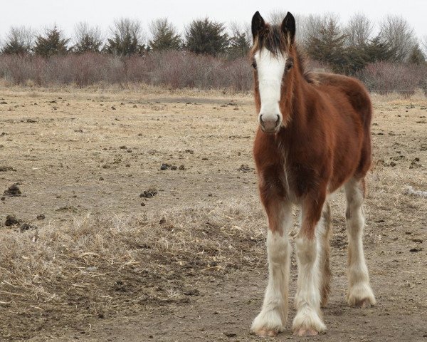 horse R.C. Bohl's Leta (Clydesdale, 2017, from Belleau W.S. Louis)