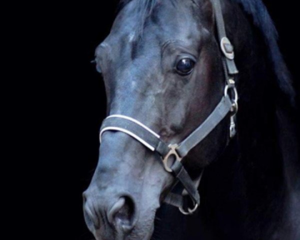 Deckhengst Opera 11 (KWPN (Niederländisches Warmblut), 1996, von Ferro)