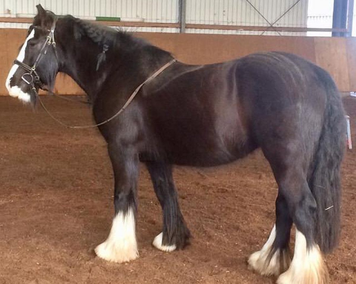 Pferd Nella (Tinker-Mix / Pinto Tinker / Crossbreed,  )