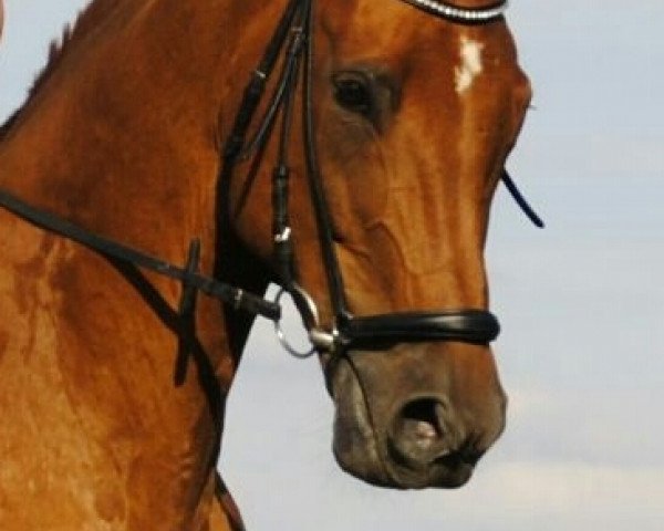 jumper Wogenstein (Hanoverian, 2000, from Wogenbrecher) jumper Wogenstein (Hanoverian, 2000, from Wogenbrecher)