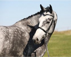 jumper Mad Max SR (Belgian Warmblood, 2016, from Leandro Vg)