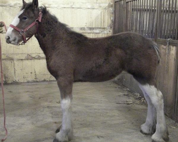 horse R.C. Bohl's Lewis (Clydesdale, 2017, from Belleau W.S. Louis)