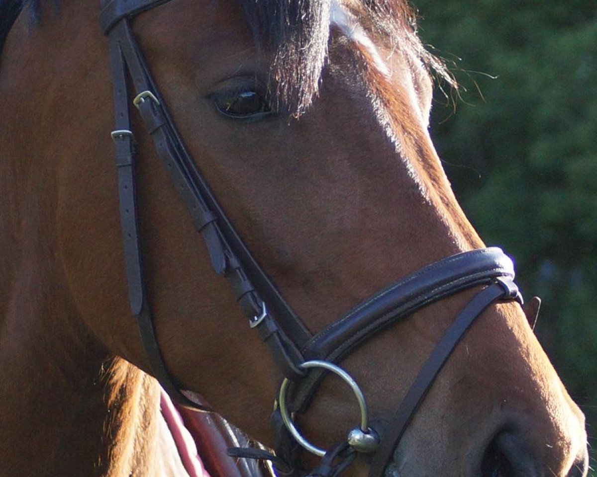 Pferd Rose of Magic (Westfale, 2016, von Hbc Regilio)