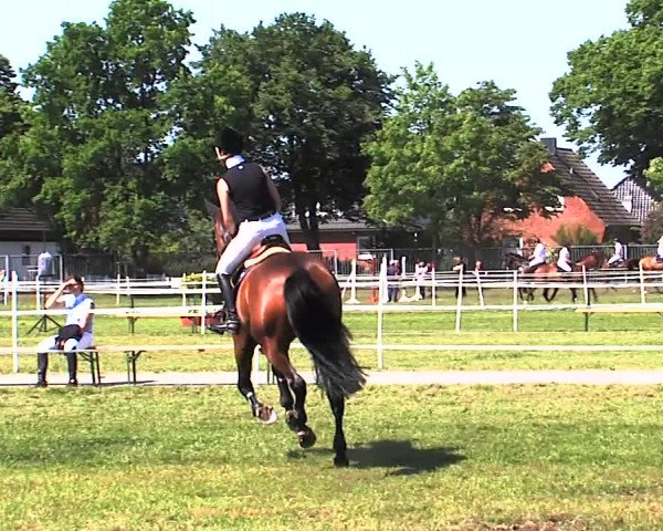 Nord-Ost-Pferd 2015