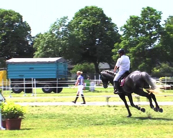 Nord-Ost-Pferd 2015