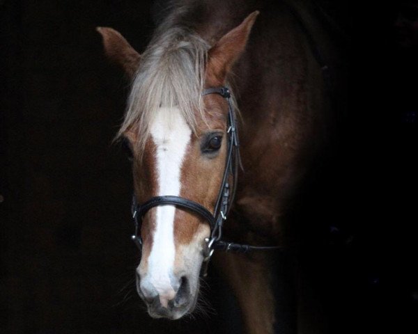 horse Annos Fabio (German Riding Pony, 2004)