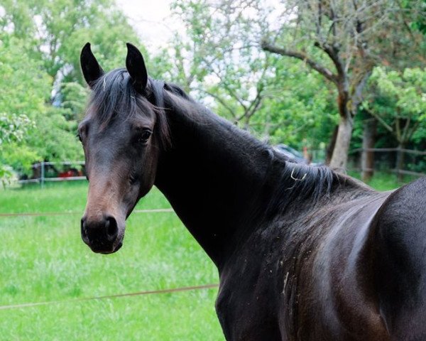 Pferd Däumeline (Hannoveraner, 2019, von D'Egalite)
