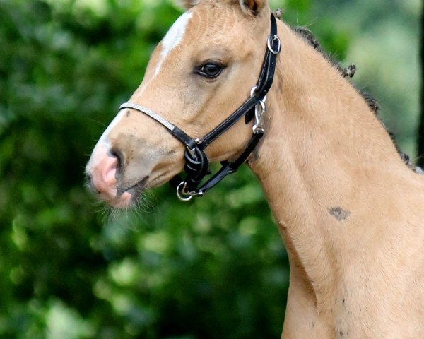 horse Genschers Blümchen (Rhinelander, 2019, from Genscher)
