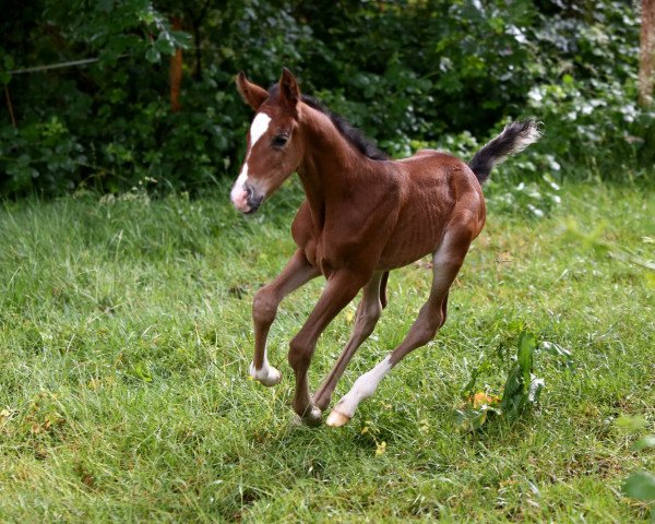 Pferd Neverlands Narnia LH (Deutsches Reitpony, 2020, von Neverland WE) Pferd Neverlands Narnia LH (Deutsches Reitpony, 2020, von Neverland WE)