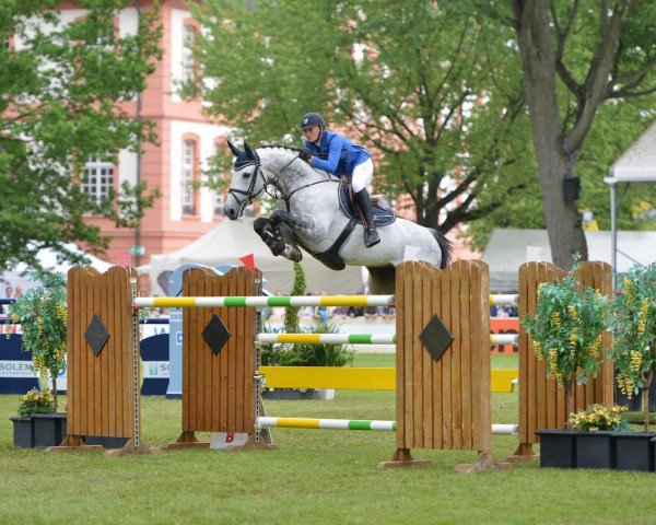 stallion Cachacco Blue (Württemberger, 2005, from Chacco-Blue)