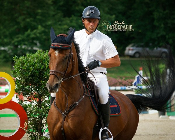 jumper Cassadero (Hanoverian, 2009, from Christdorn)